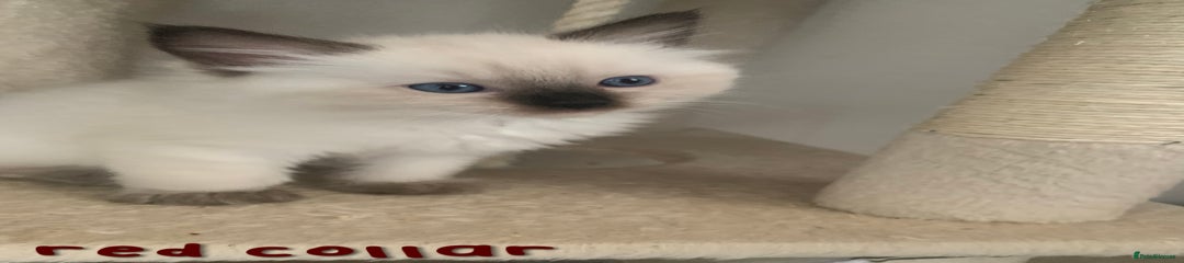 Ragdoll Kitten 5 - red collar