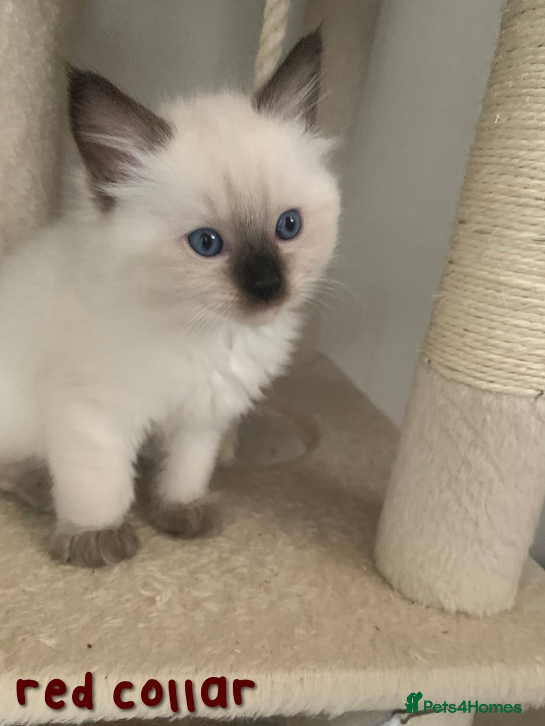Ragdoll cats for sale: 5 Lovely, Pure Ragdoll Kittens - Image 6