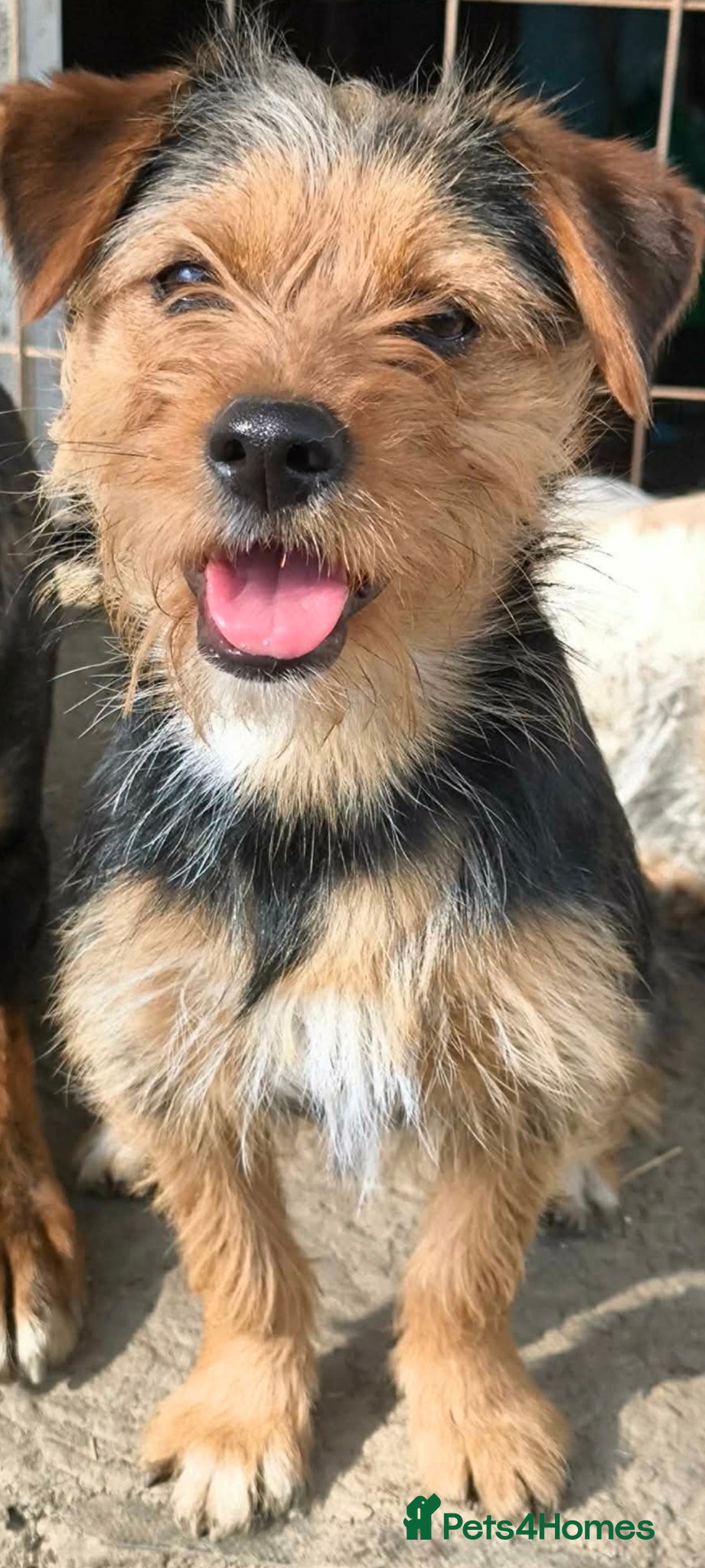 Mixed Breed dogs for adoption: Dolly small terrier - Advert 1