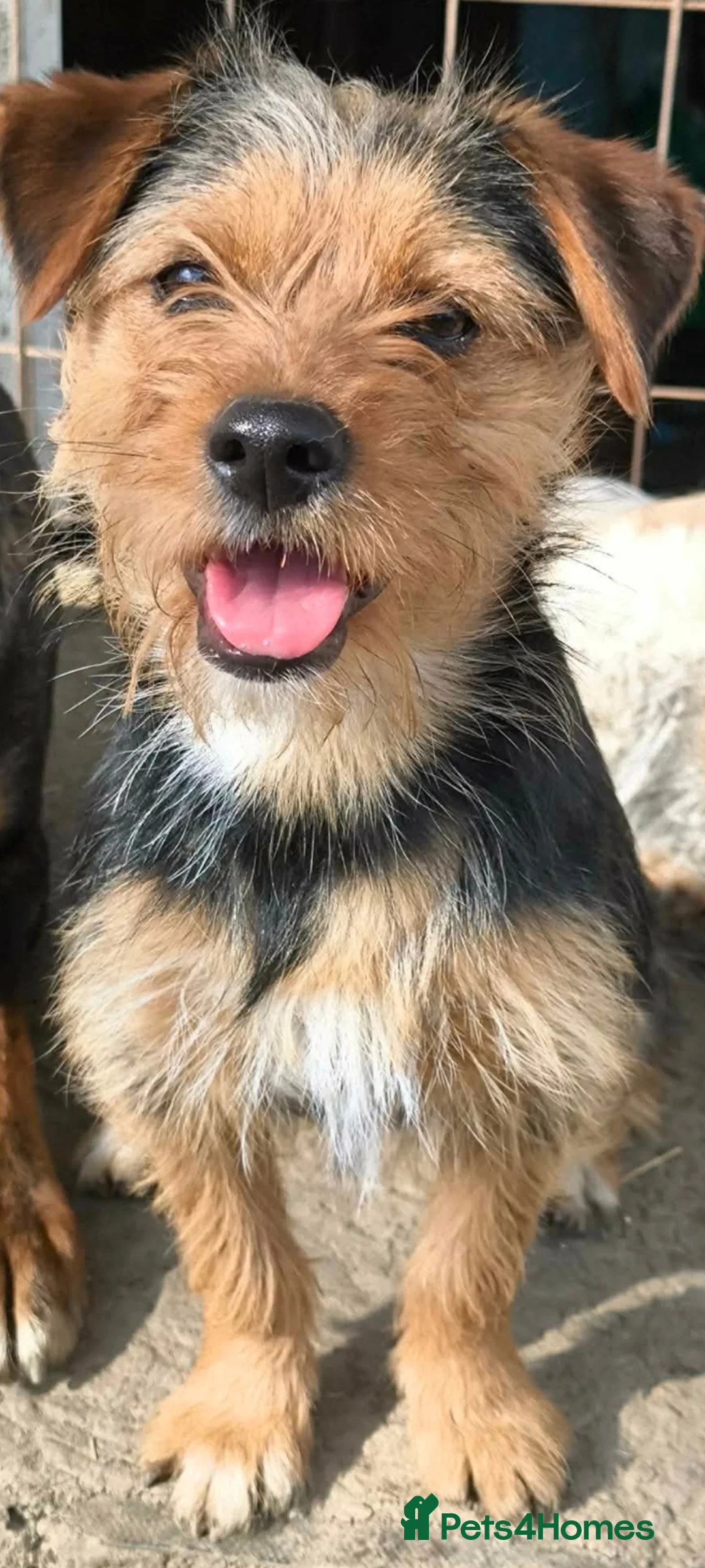 Mixed Breed dogs for adoption: Dolly small terrier - Advert 1