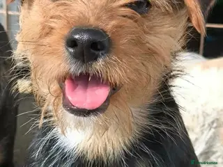 Mixed Breed dogs for adoption: Dolly small terrier - Advert 1