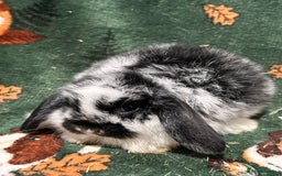 Mini Lop rabbits for sale: Beautiful True to Type Baby Mini Lops  - Image 6