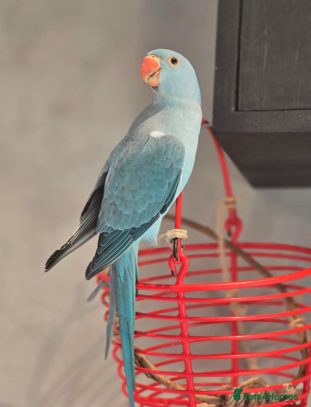 Ringnecks birds for sale: Tame 1yr old male blue Indian Ringneck  - Image 4