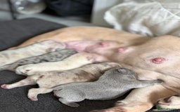 French Bulldog dogs for sale: French bulldog pedigree litter - Image 26