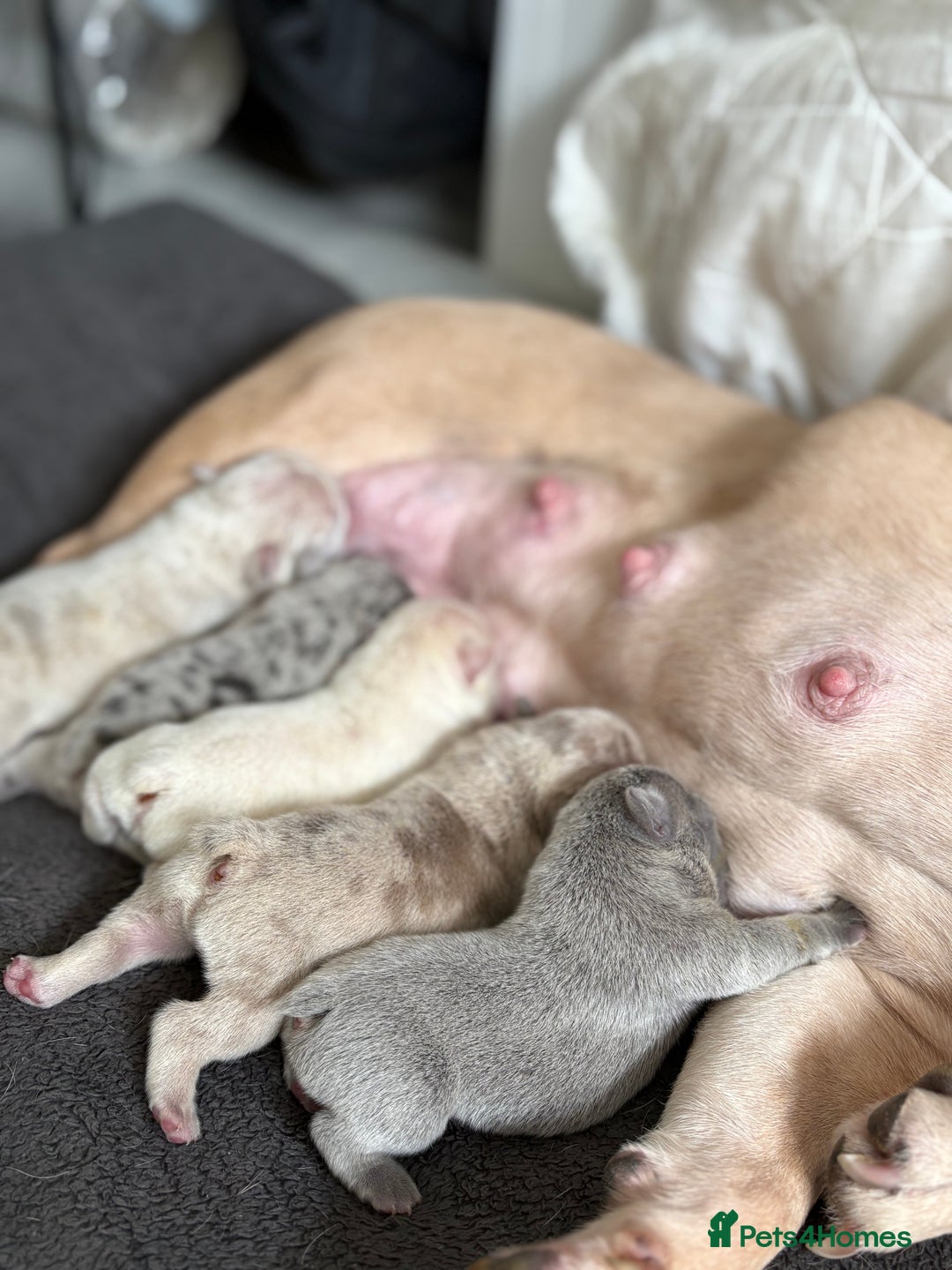 French Bulldog dogs for sale: French bulldog pedigree litter - Image 26