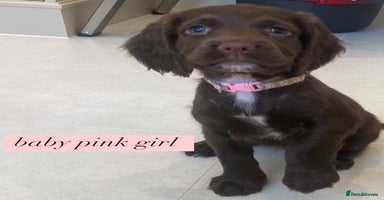 Sprocker dogs - Advert 14