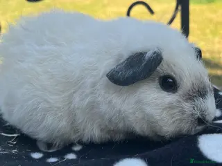 Guinea Pig rodents Guniea pigs. - Advert 4