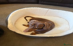 Miniature Dachshund dogs for sale: Smooth haired mini daschund chocolate and tan - Image 4