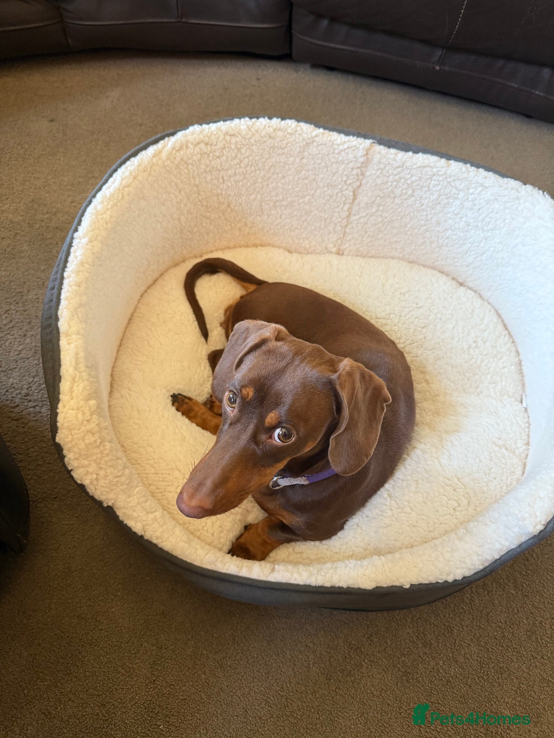 Miniature Dachshund dogs for sale: Smooth haired mini daschund chocolate and tan - Image 4