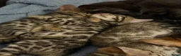 Bengal cats for sale: Beautiful bengals - Advert 11