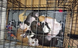 American Bull Staffy dogs for sale: 'Dodge' (boy) - Image 10