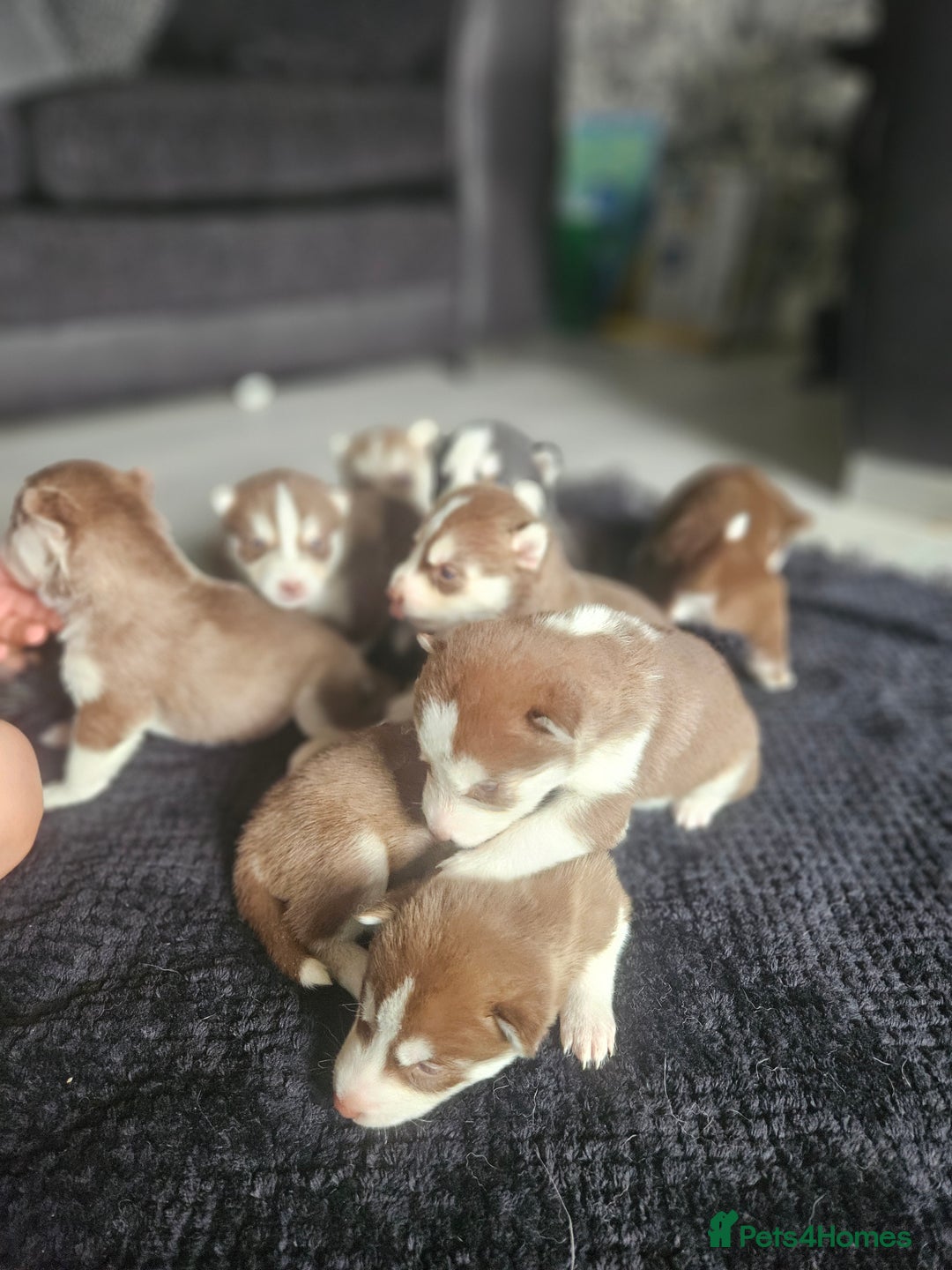Siberian Husky dogs for sale: Gorgeous Litter of Husky Puppies - Image 4