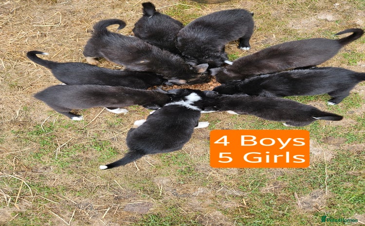 Mixed Breed dogs - Advert 2
