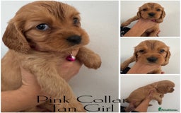 Mixed Breed dogs for sale: Cockalier puppies F1 for sale - Image 5