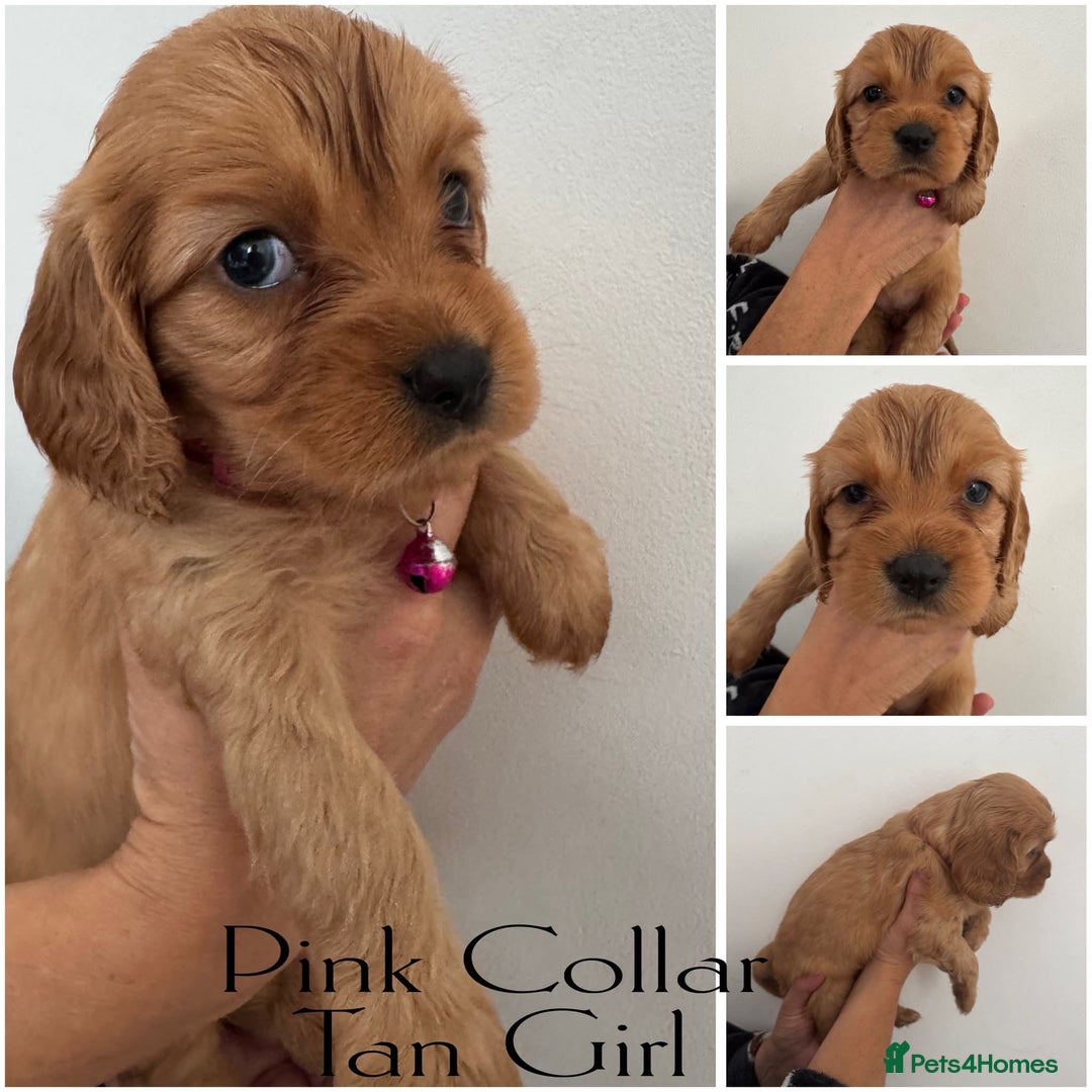Mixed Breed dogs for sale: Cockalier puppies F1 for sale - Image 5