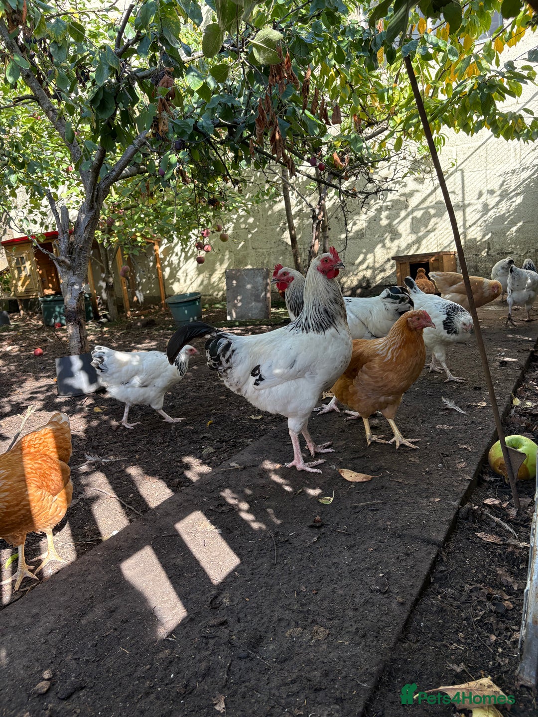 Chickens poultry for sale: Light Sussex trios - Image 3
