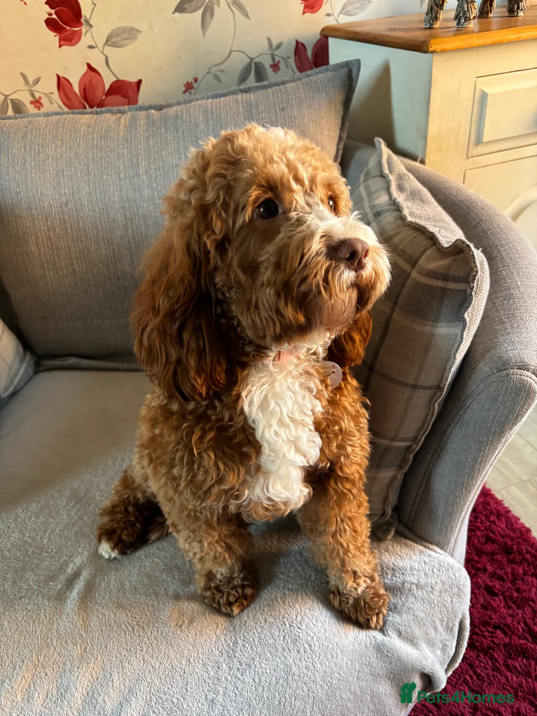 Cockapoo dogs for sale: Cockerpoo looking for new home  - Advert 3