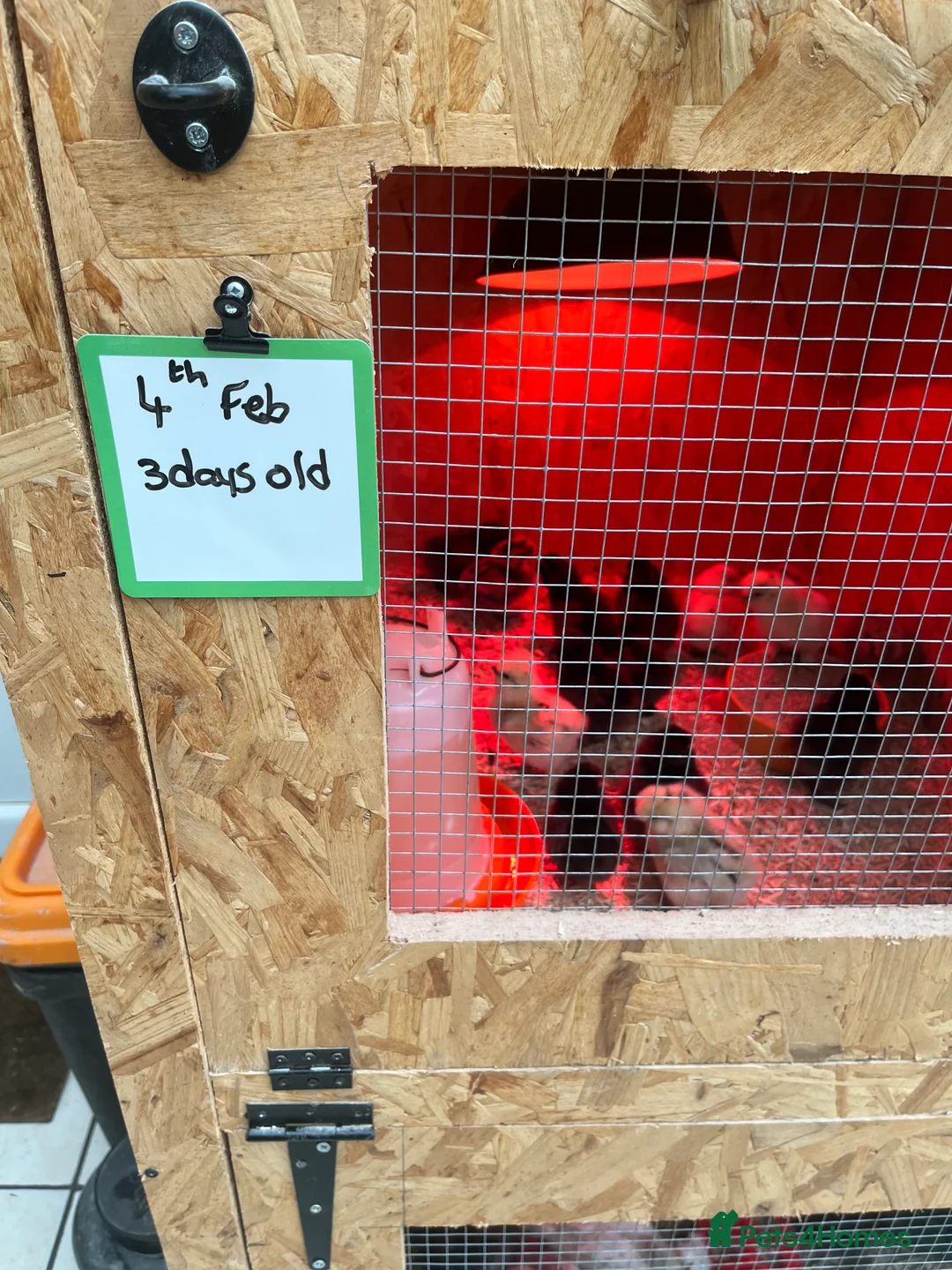 Chickens poultry for sale: Chicks, pullets, cockerels  - Advert 10