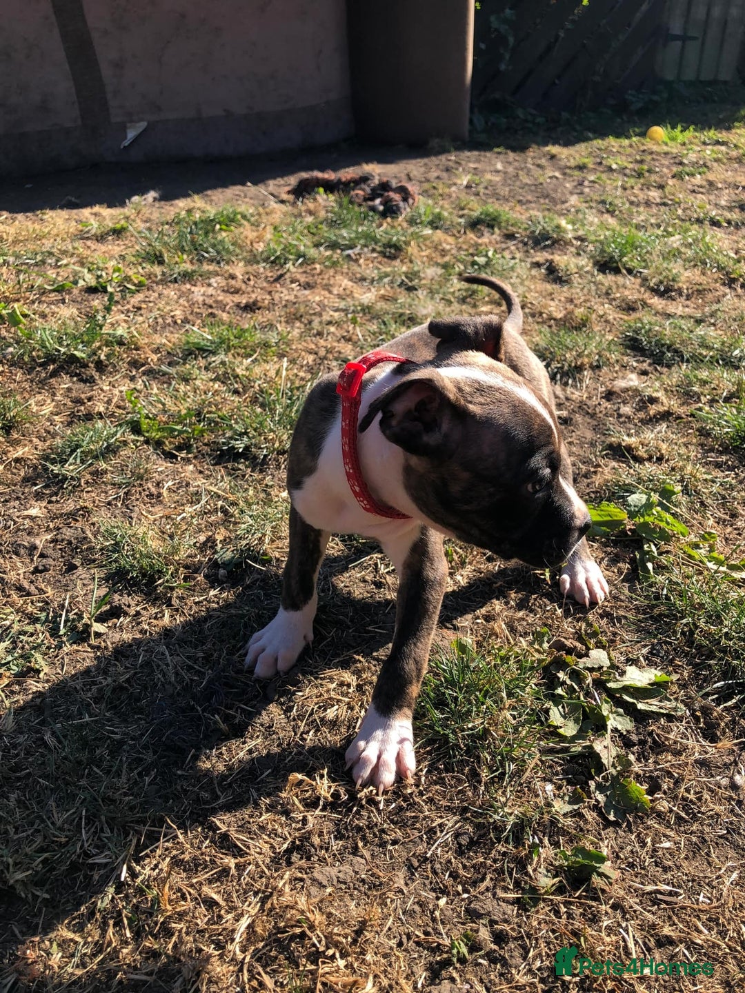 Mixed Breed dogs for sale: 3 BOYS LEFT - American Staffordshire bull terriers - Image 12