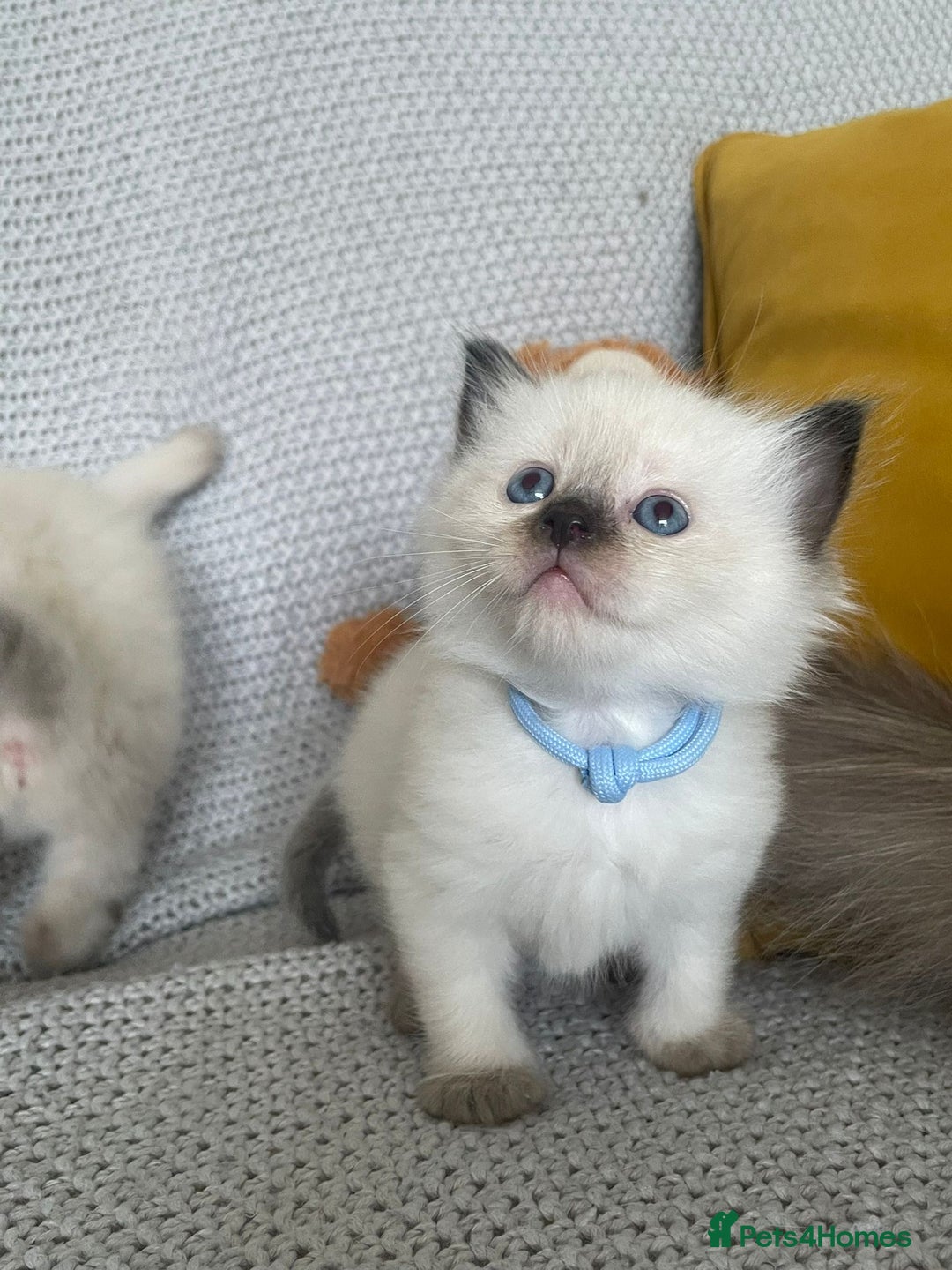 Ragdoll cats for sale: GCCF Ragdoll Kittens - Image 6