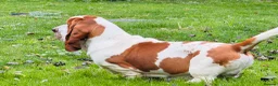 Basset Hound dogs for sale: Basset hound amazing couple  - Advert 6