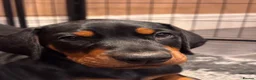 Dobermann dogs for sale: KC reg Dobie Pups | Two girls available - Advert 19