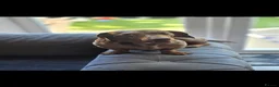 Miniature Dachshund dogs for stud: Minature dachshund dapple studd - Advert 3