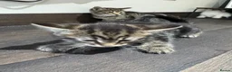 Mixed Breed cats for sale: Kittens for sale  - Advert 10