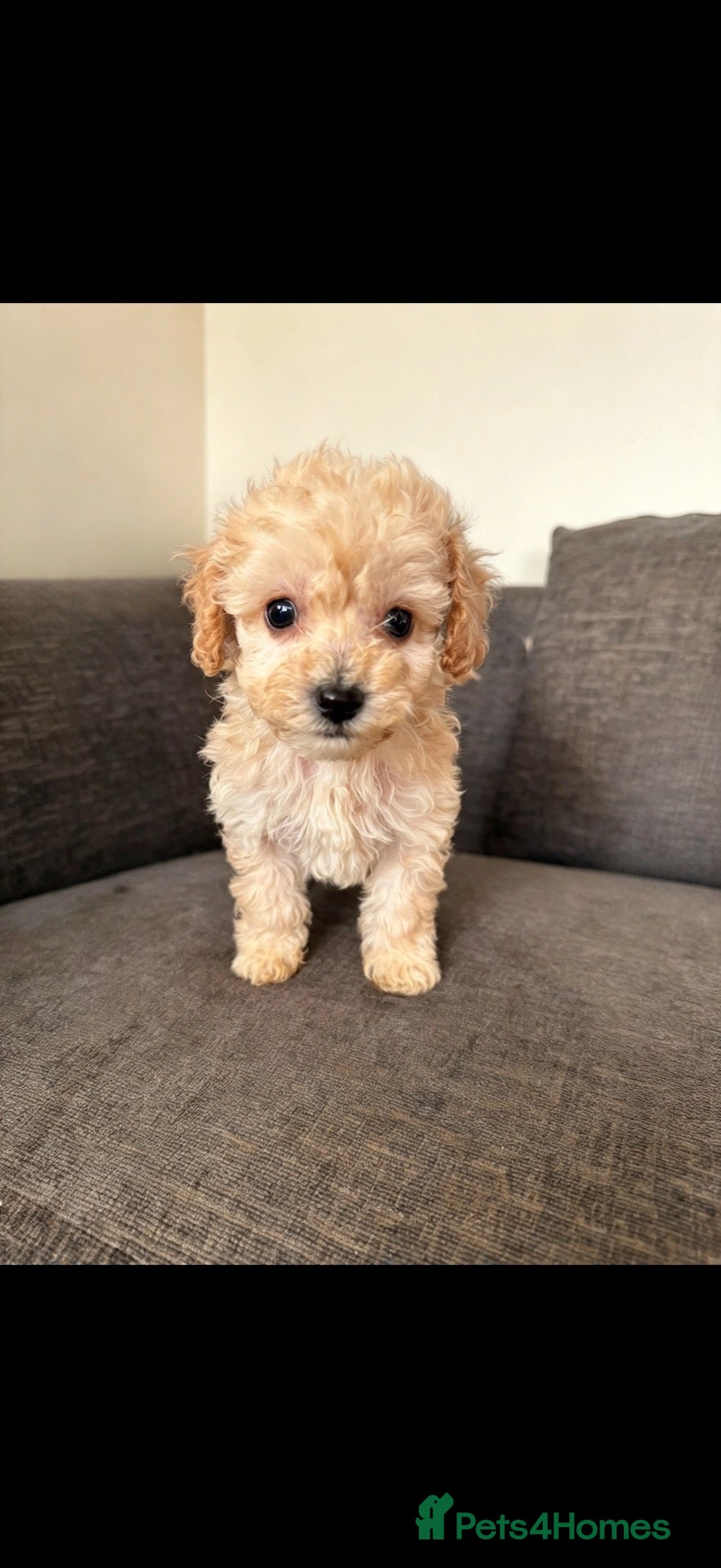 Cockapoo dogs for sale: Beautiful miniature cockapoo - Advert 17
