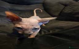 Sphynx cats for sale: Loving Home Wanted – Sphynx Cat for Sale - Image 4