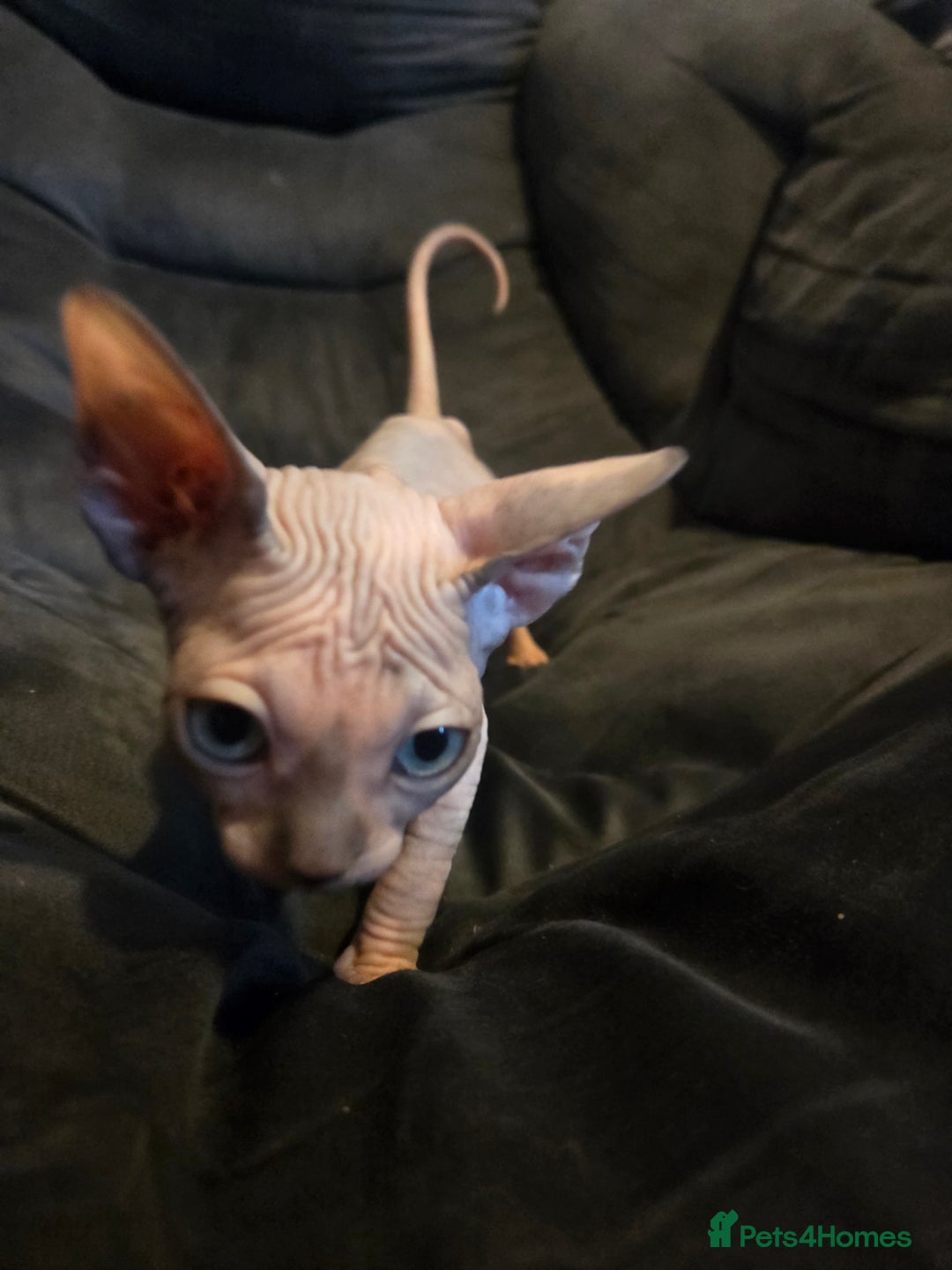 Sphynx cats for sale: Loving Home Wanted – Sphynx Cat for Sale - Image 4