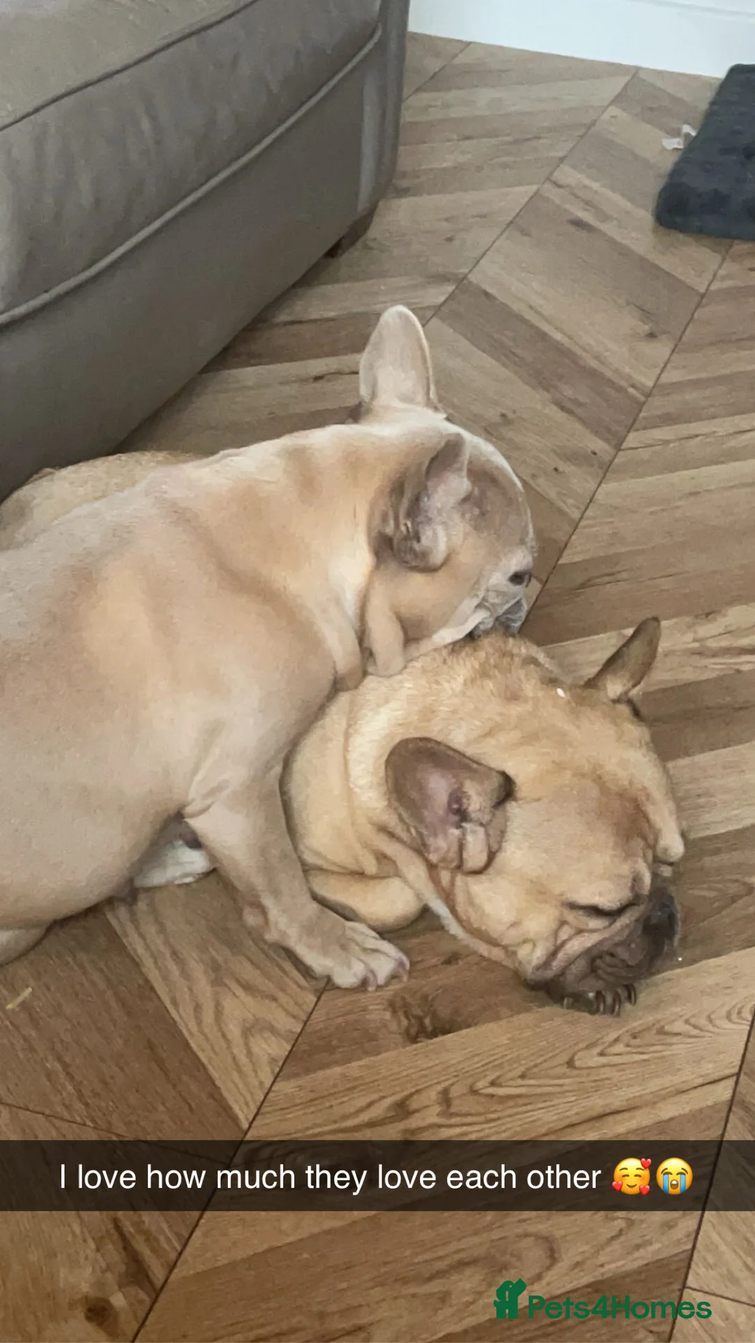 French Bulldog dogs for sale: French bulldogs soulmates - Advert 5