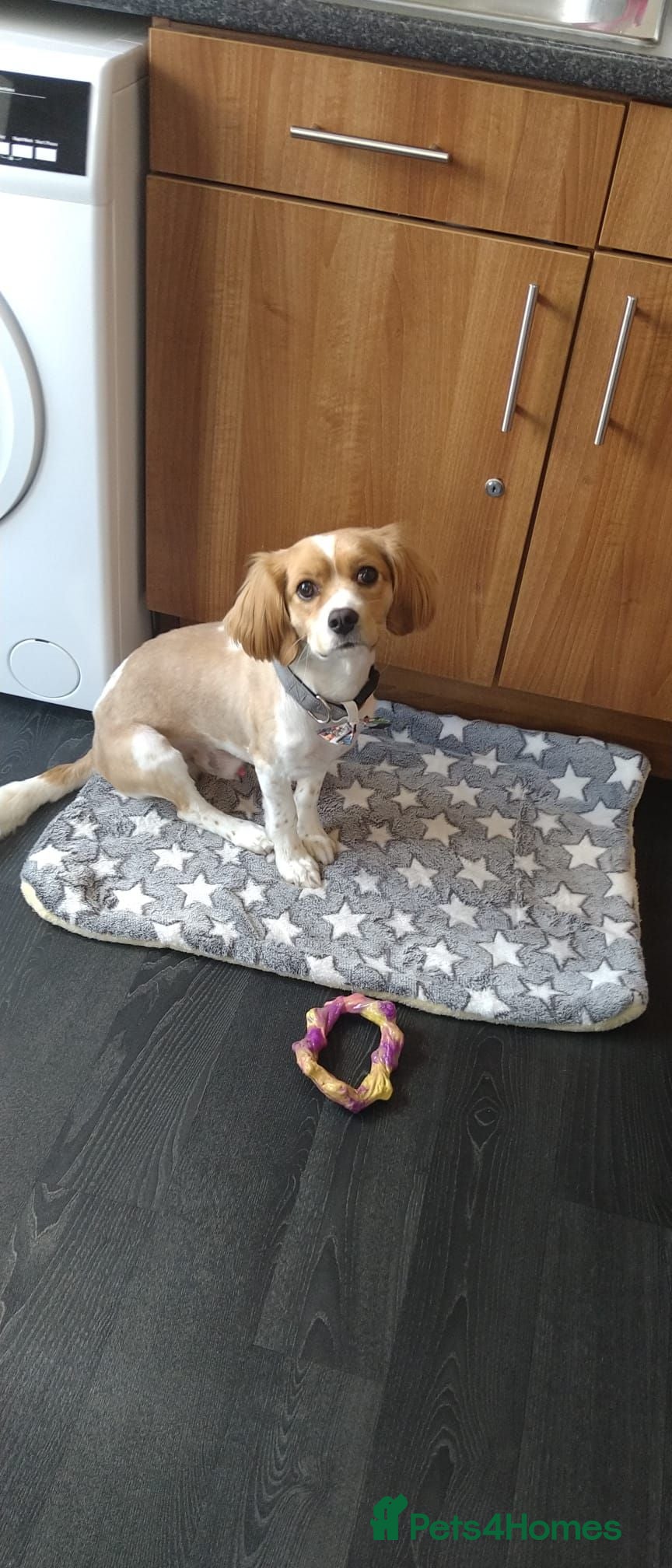 Mixed Breed dogs This is a genuine sale. - Advert 1