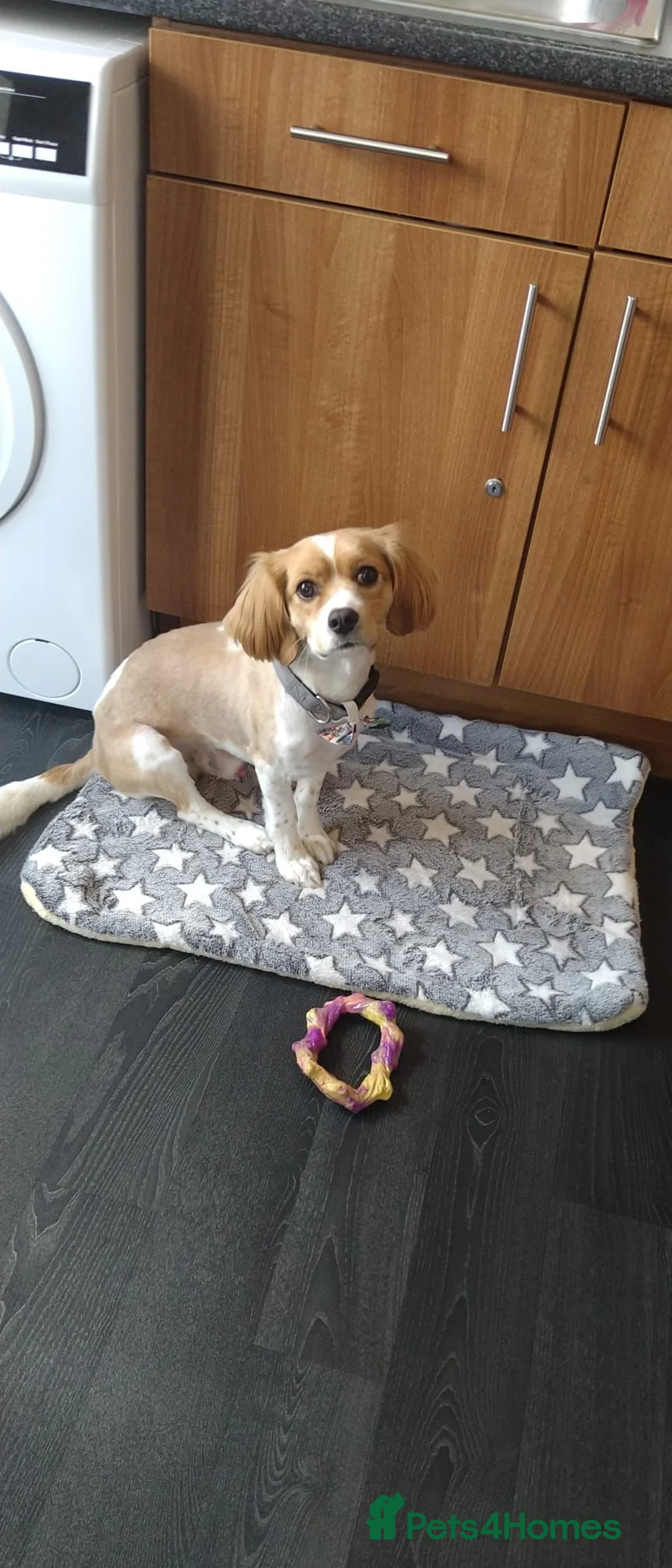 Mixed Breed dogs for sale: This is a genuine sale. - Advert 1