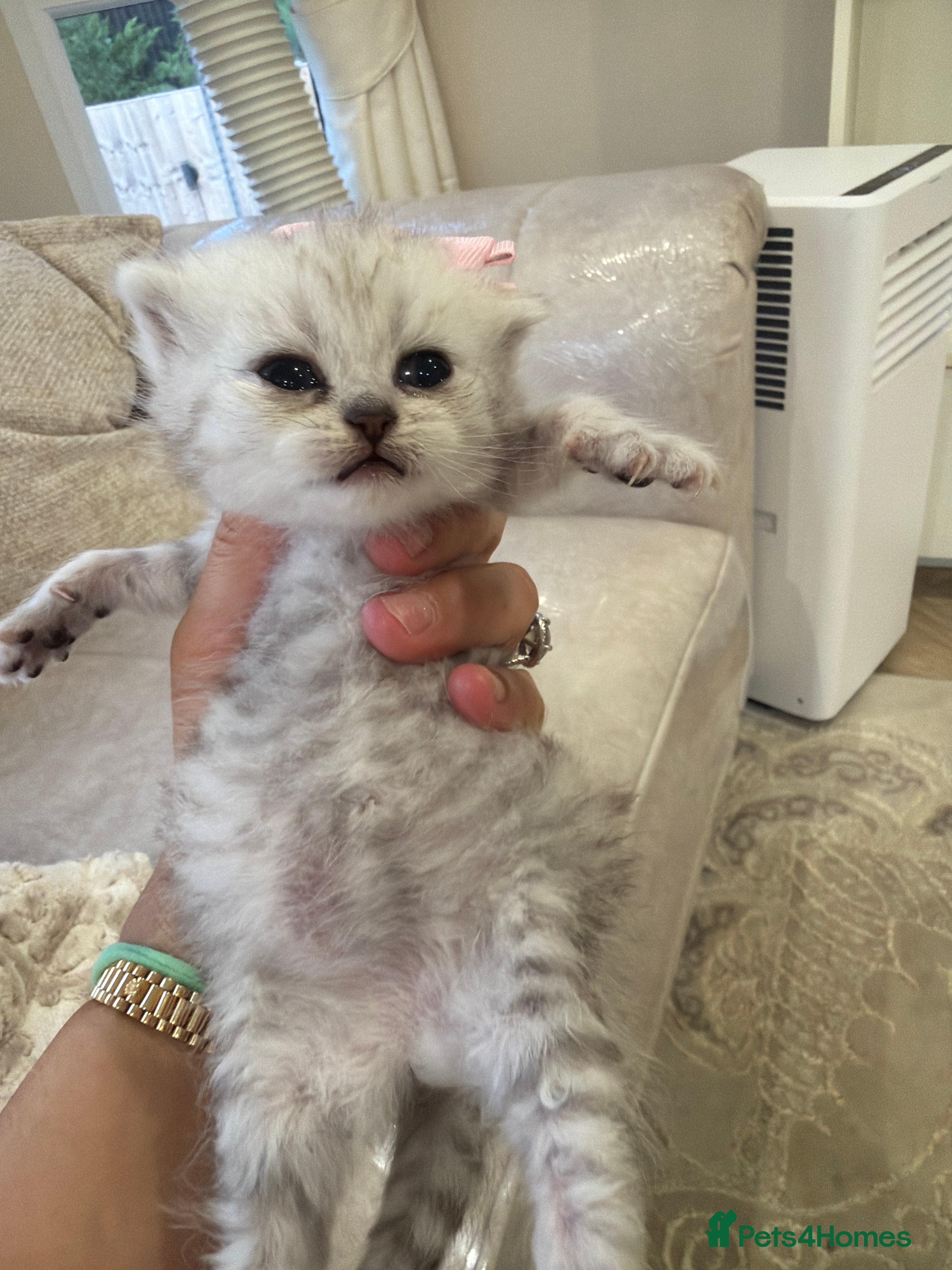 British Shorthair cats 🐾2 pedigree silver British shorthair 🐾 - Advert 2