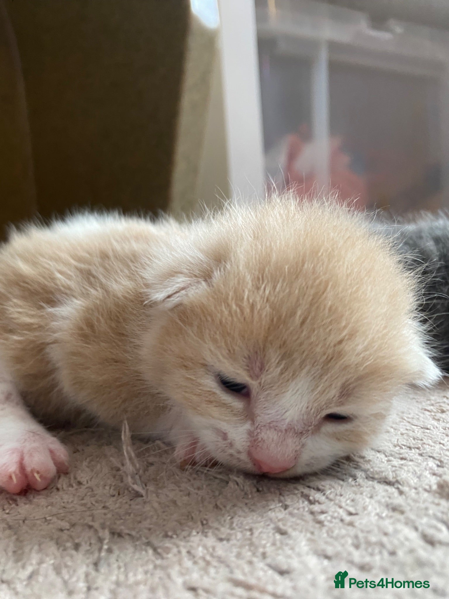 British Shorthair cats Stunning Litter of 7 Kittens Available to Reserve - Advert 3