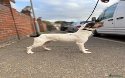 Jack Russell dogs for stud: Jack Russell stud  - Image 3