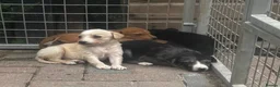 Lurcher dogs for sale: Top quality Lurcher puppies - Advert 6