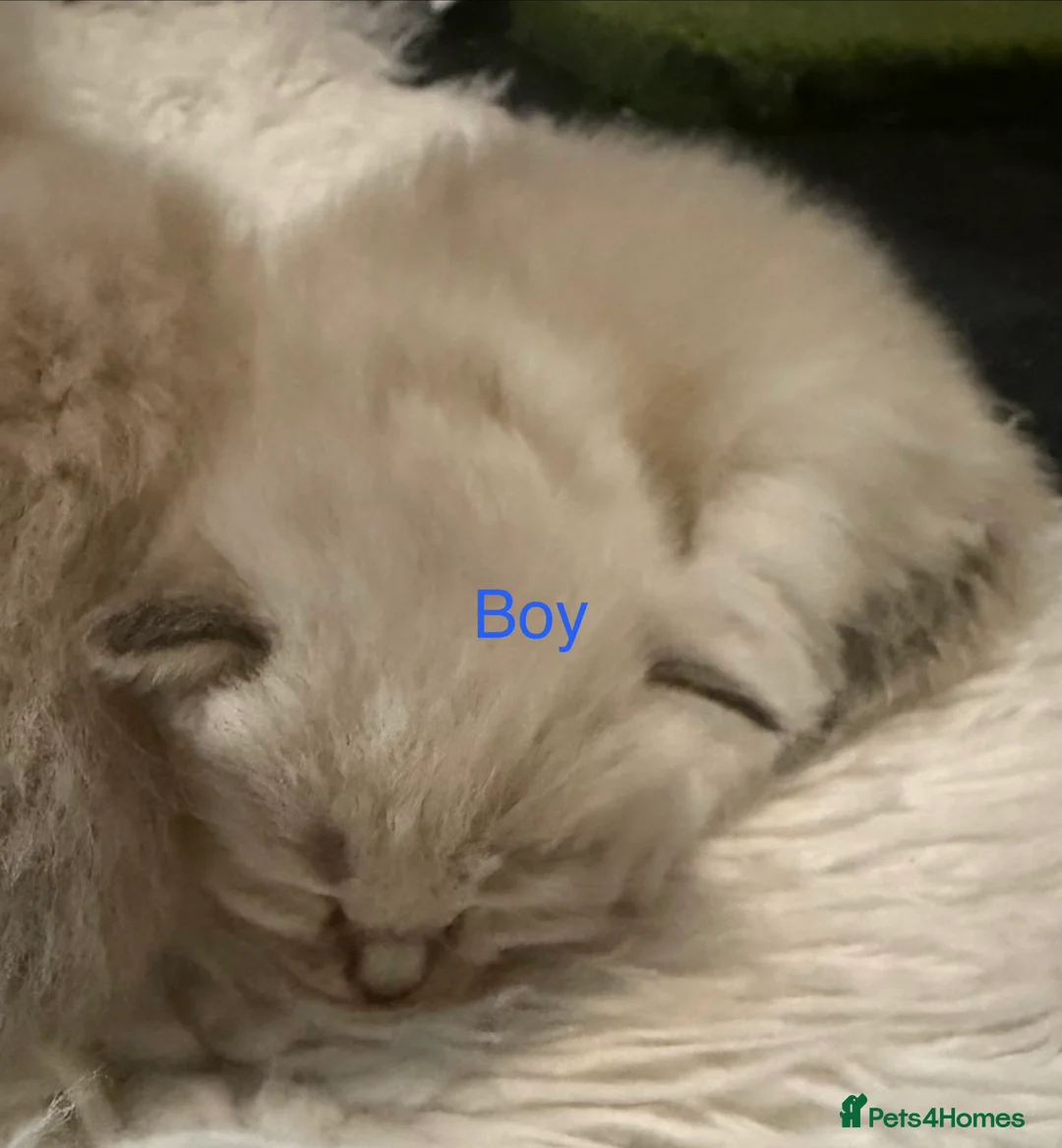 Ragdoll cats for sale: 3 beautiful ragdolls - Advert 2