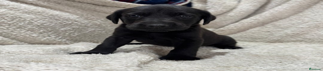 Labrador Retriever Puppy 5