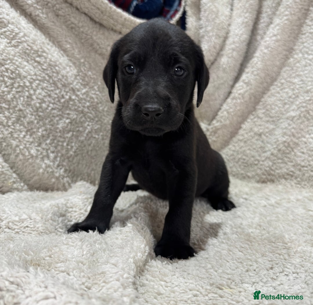 Labrador Retriever dogs for sale: Labrador Pups - Image 14