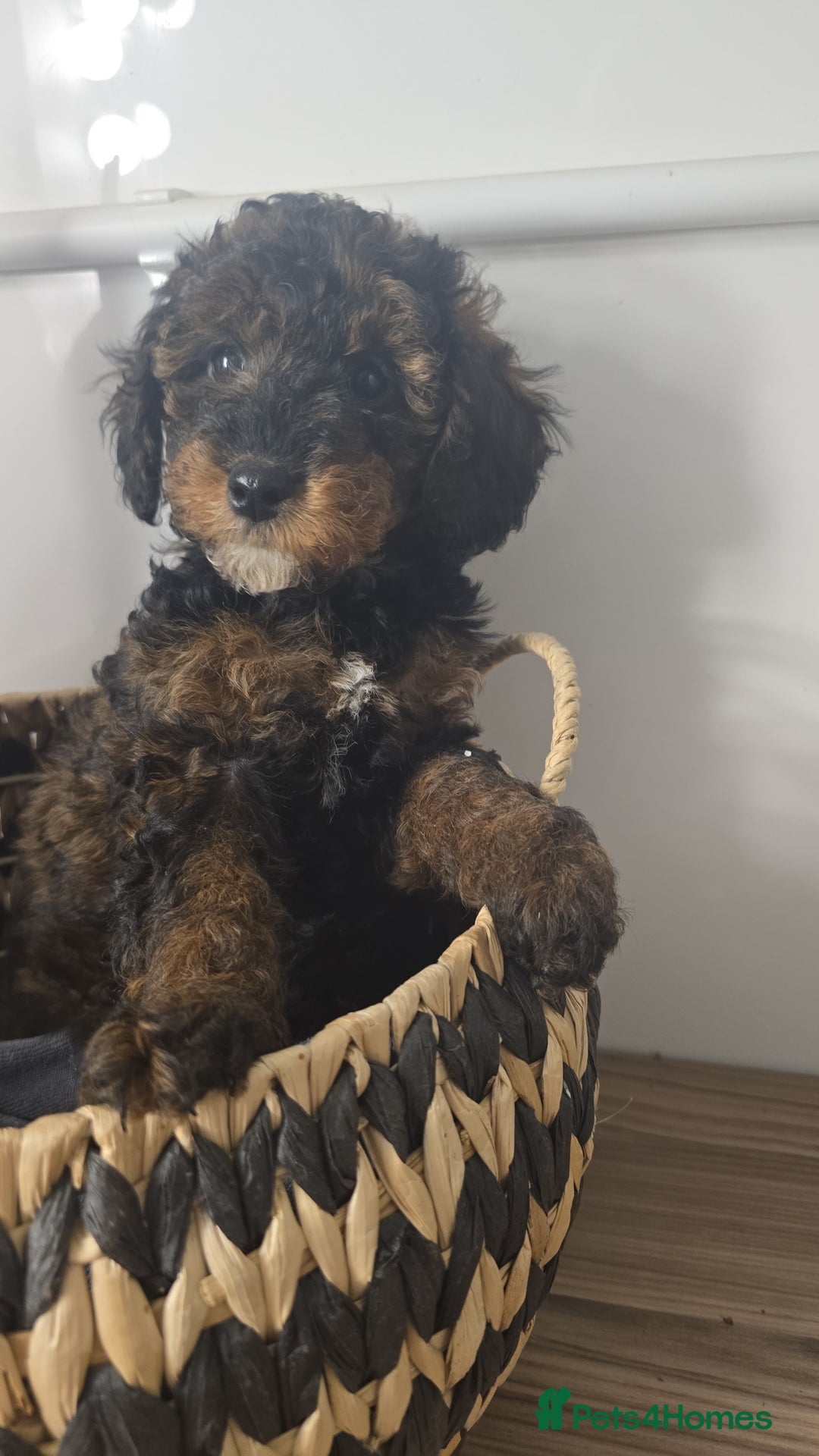 Toy Poodle dogs for sale: Toy Sized Poodles - Ready now - Advert 7