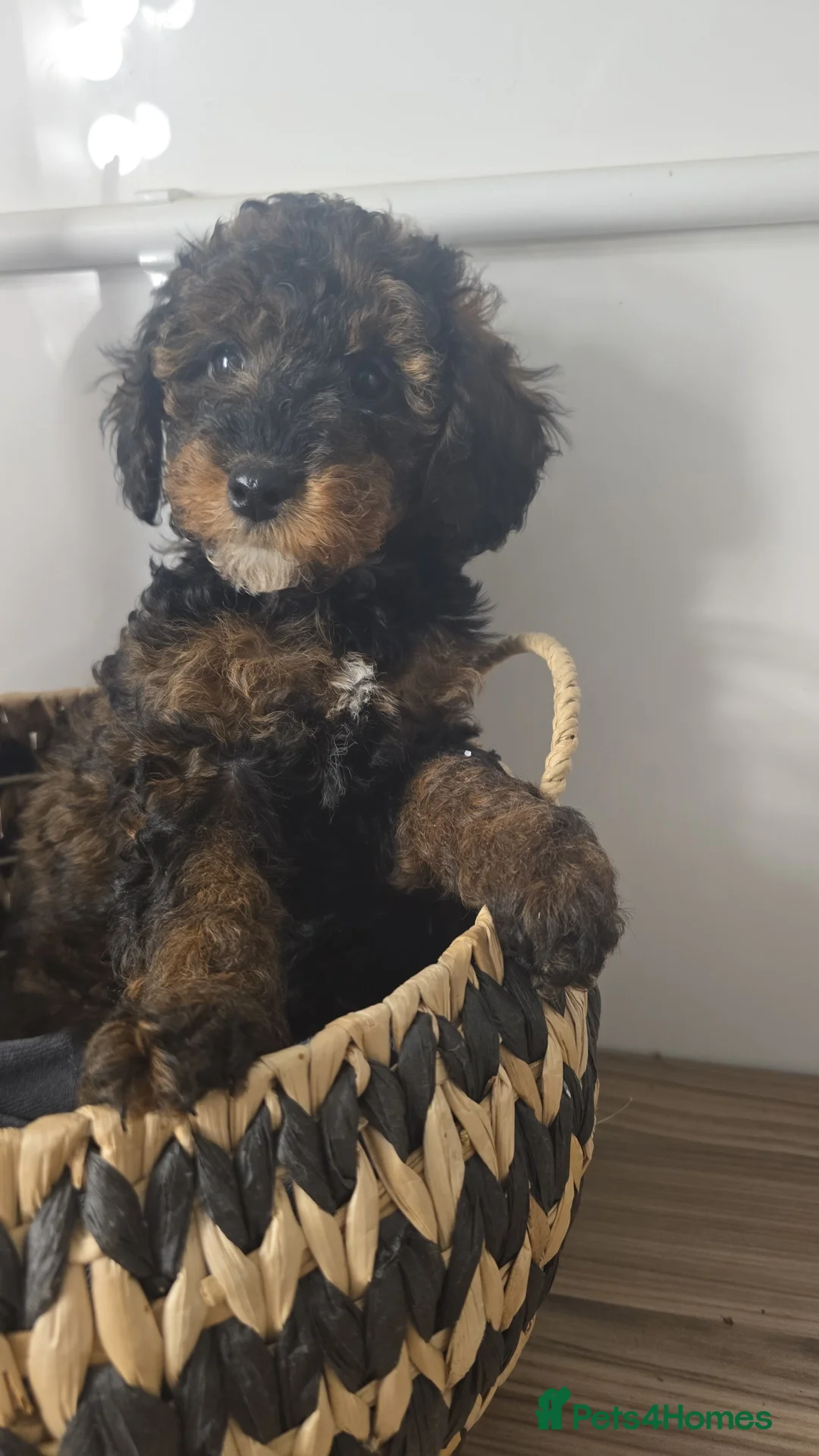 Toy Poodle dogs for sale: Mini merle Poodles - Ready now - Advert 7