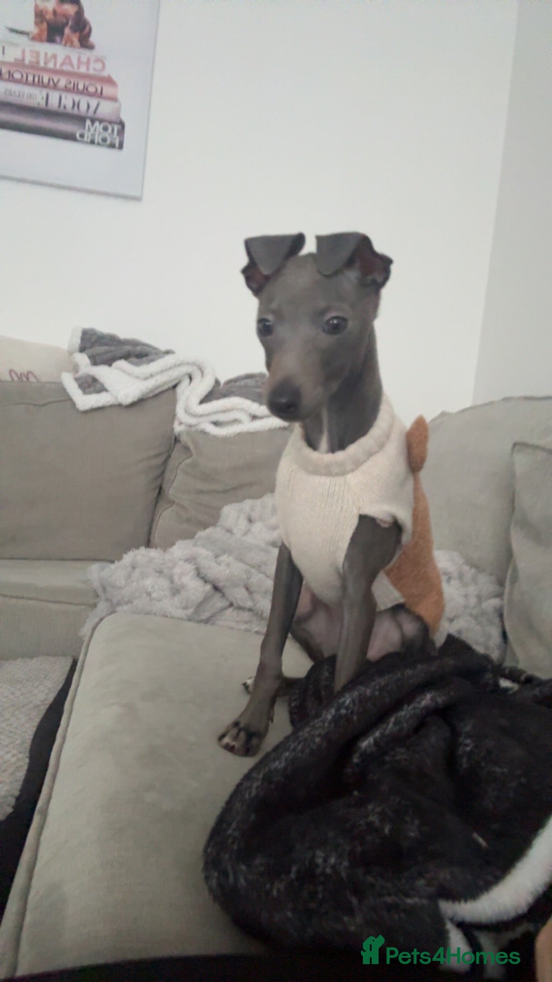 Italian Greyhound dogs for sale: Beautiful pedigree Italian greyhound boy - Advert 22