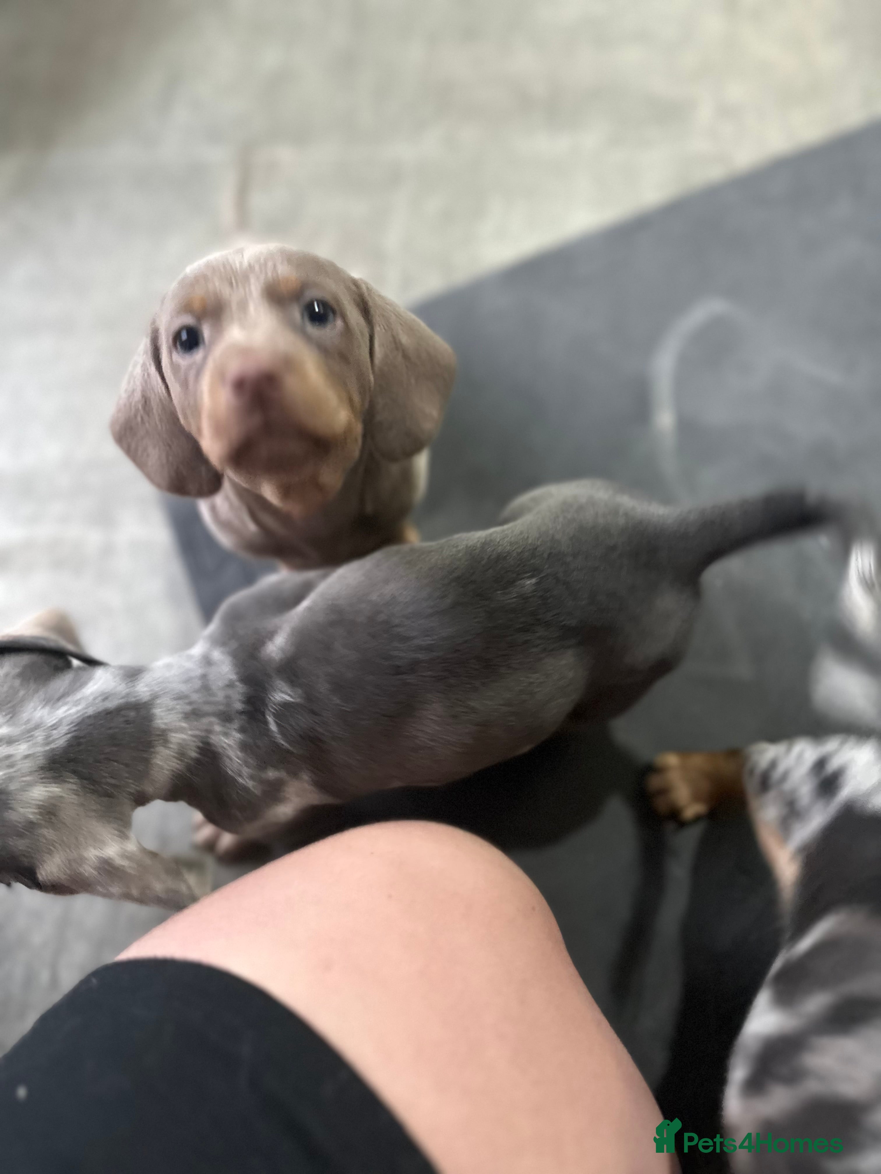 Dachshund dogs 7 Beautiful dachshund puppies  - Advert 7