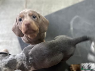 Dachshund dogs 7 Beautiful dachshund puppies - Advert 8