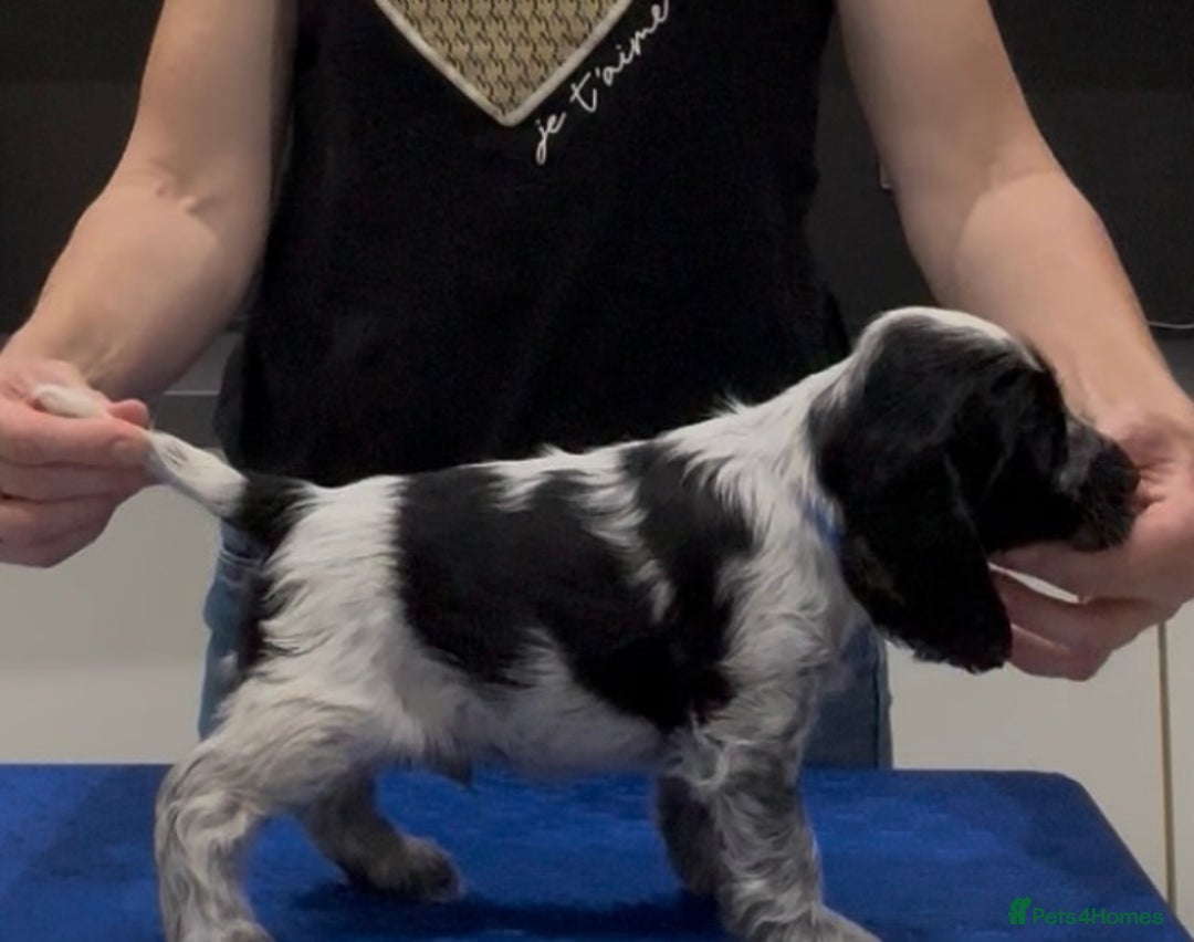 Cocker Spaniel dogs for sale: Blue Roan Show Cocker Spaniels  - Image 17