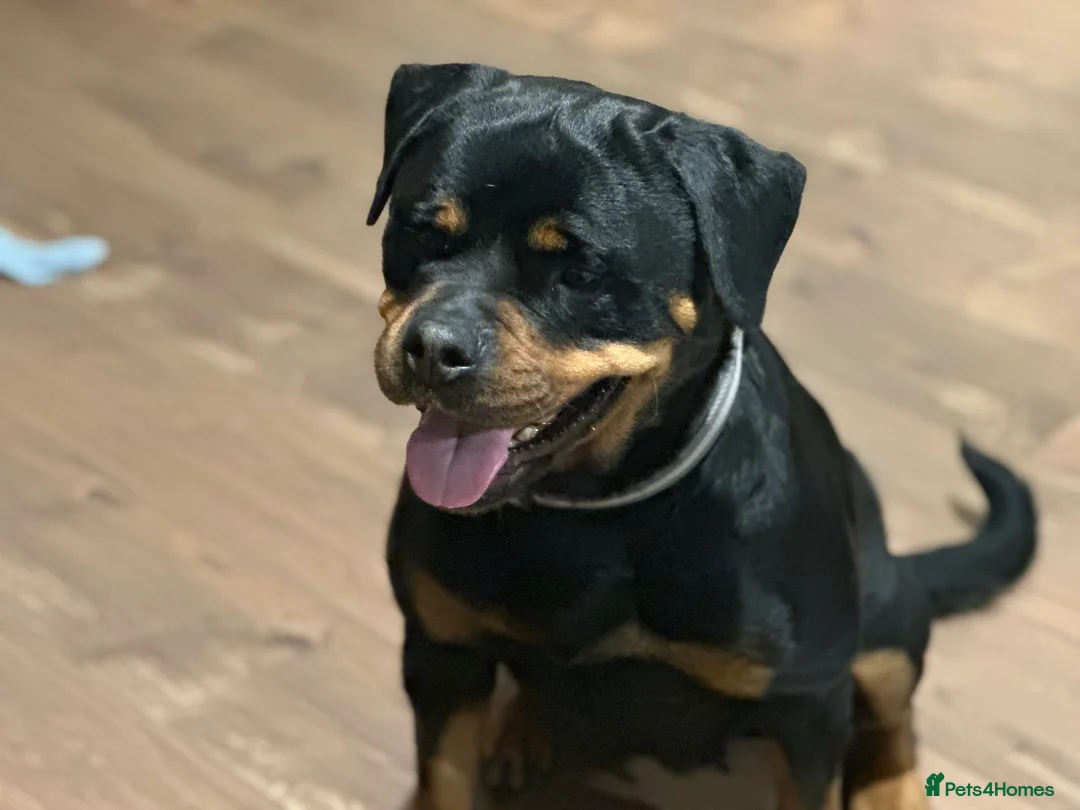 Rottweiler dogs for sale: Chunky Rottweiler puppies  - Advert 4