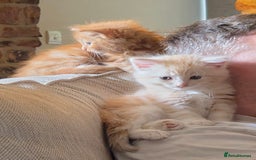 Maine Coon cats for sale: Fluffy ginger and cream maine coon cross kittens - Image 12