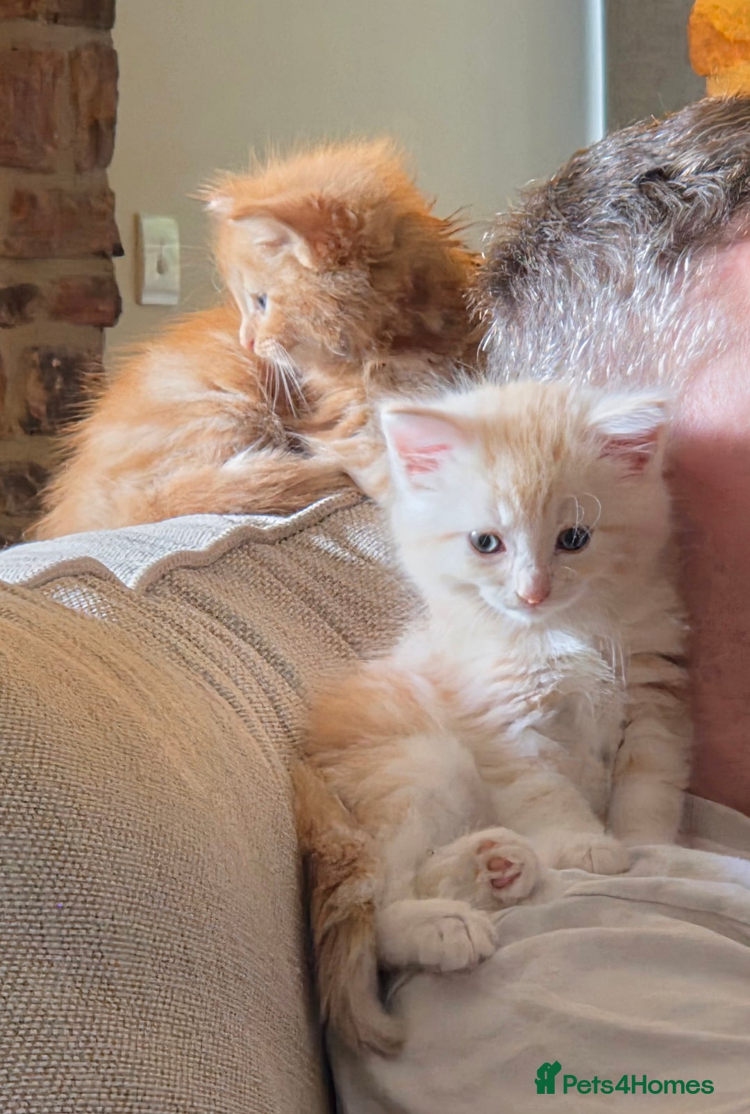 Maine Coon cats for sale: Fluffy ginger and cream maine coon cross kittens - Image 12